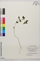 藏品(光風輪、塔花)的圖片