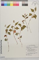 藏品(玉山蓼、散血丹、鹿蹄草)的圖片