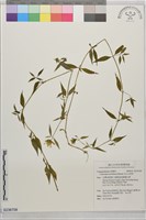 藏品(玉山山奶草)的圖片