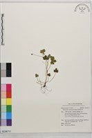 藏品(鹿場毛茛)的圖片
