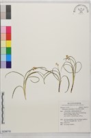 藏品(間型沿階草)的圖片