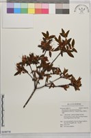 藏品(台灣高山杜鵑)的圖片