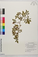 藏品(高山薔薇)的圖片