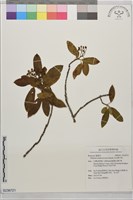 藏品(玉山假沙梨)的圖片
