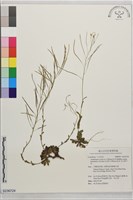 藏品(玉山筷子芥)的圖片