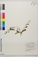 藏品(高山通泉草)的圖片