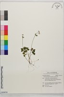 藏品(五葉山芹菜)的圖片