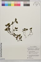 藏品(東方肉穗野牡丹)的圖片