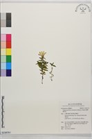 藏品(臺灣肺形草)的圖片