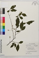 藏品(烏皮九芎、奮起湖野茉莉)的圖片