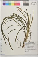 藏品(間型沿階草)的圖片