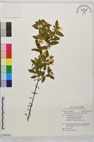 藏品(雙花金絲桃)的圖片