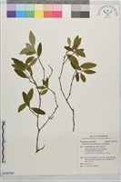 藏品(披針葉蕘花)的圖片