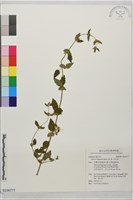 藏品(白花草)的圖片