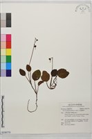 藏品(日本鹿蹄草)的圖片
