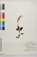 藏品(斑葉蘭、大武山斑葉蘭)的圖片