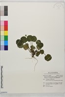 藏品(圓葉裂緣花)的圖片