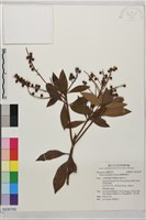 藏品(臺灣馬醉木)的圖片