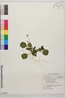藏品(倒卵葉裂緣花)的圖片