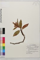 藏品(虎杖、黃藥子)的圖片