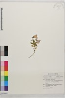 藏品(玉山沙參)的圖片