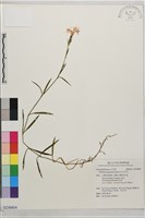 藏品(玉山石竹)的圖片