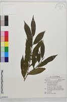藏品(蓮花池柃木)的圖片