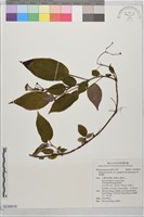 藏品(布勒德藤)的圖片