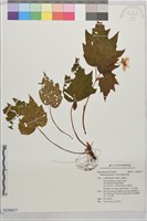藏品(裂葉秋海棠)的圖片