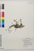 藏品(玉山卷耳)的圖片