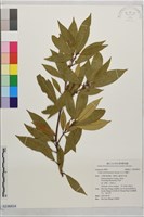 藏品(玉山木薑子)的圖片