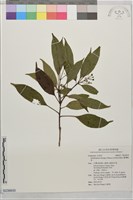 藏品(臺灣樹參)的圖片