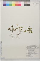 藏品(高山裂緣花)的圖片