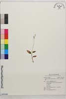 藏品(白花線柱蘭)的圖片
