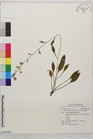 藏品(島田氏雞兒腸)的圖片
