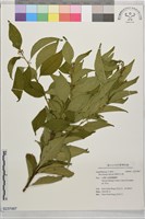 藏品(草野氏冬青)的圖片