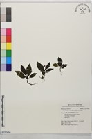 藏品(水冠草)的圖片