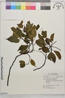 藏品(牛樟)的圖片