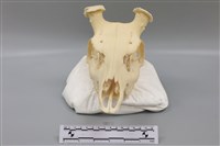 藏品(梅花鹿骨)的圖片