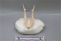 藏品(梅花鹿)的圖片