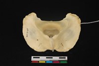 藏品(梅花鹿骨)的圖片