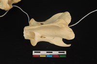 藏品(梅花鹿骨)的圖片