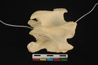 藏品(梅花鹿骨)的圖片