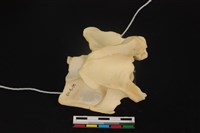 藏品(梅花鹿骨)的圖片