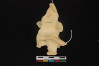 藏品(梅花鹿骨)的圖片