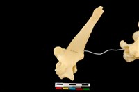 藏品(梅花鹿骨)的圖片