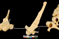 藏品(梅花鹿骨)的圖片