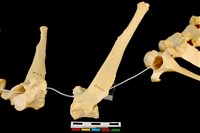 藏品(梅花鹿骨)的圖片