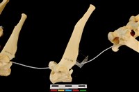 藏品(梅花鹿骨)的圖片