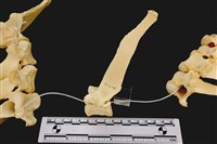 藏品(梅花鹿骨)的圖片